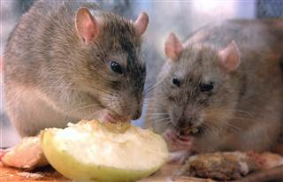 Rats Depress People More Than Crime Does, Study Finds