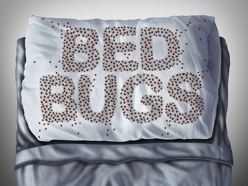 Fighting back, bedbugs grow a thicker skin