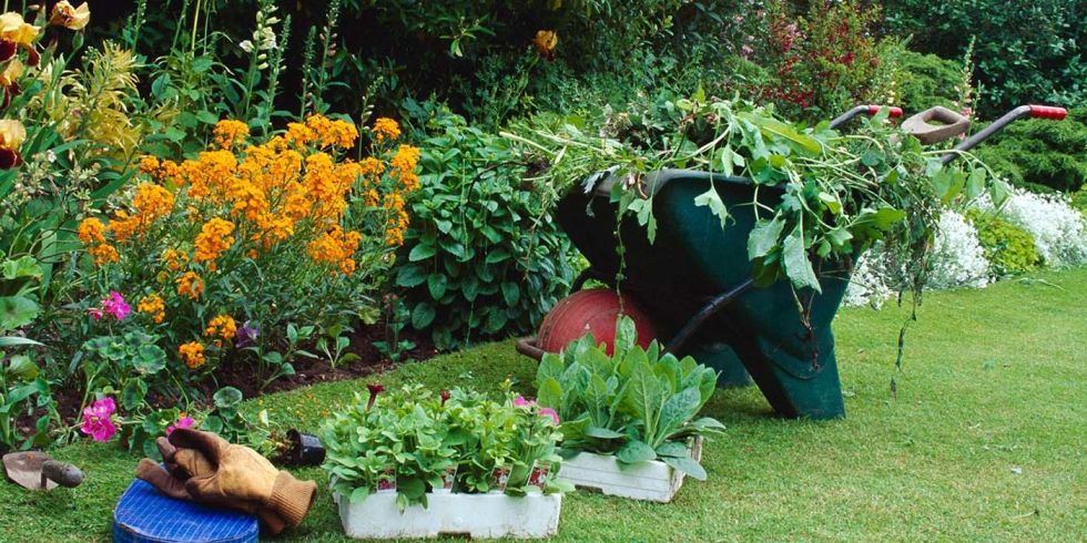 How to keep your plants free from pests and diseases