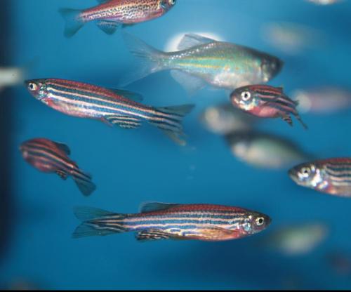 Review: examine today’s zebrafish ends in important discoveries in human genetics