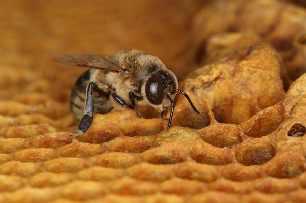 Two insecticides may lower honey bee sperm count