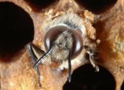 Neonicotinoids could be root of decline in world honeybee population