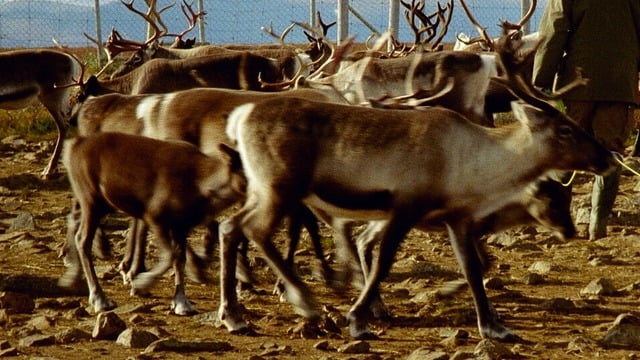 Why should India be concerned about 323 reindeer deaths in Norway?