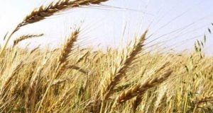 Biofortification: Micronutrient-built-in grains