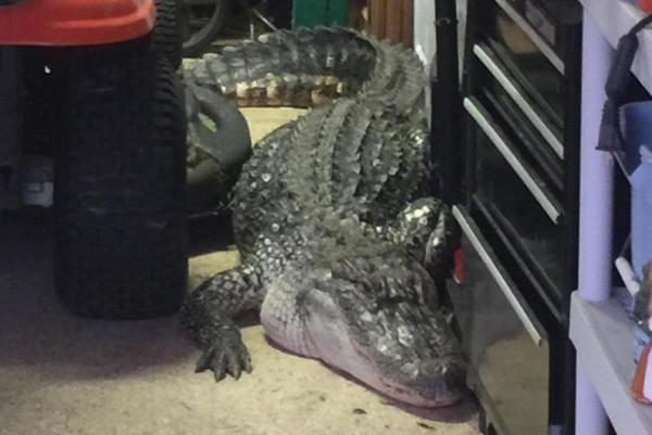 Texas man finds 9-foot alligator hiding in his garage