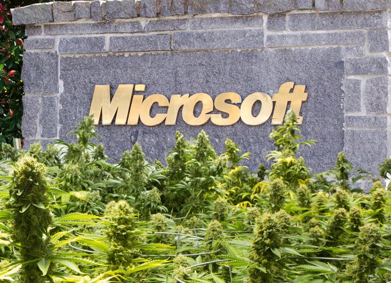 Why Microsoft wants in on the marijuana business and why the DEA won’t stop it