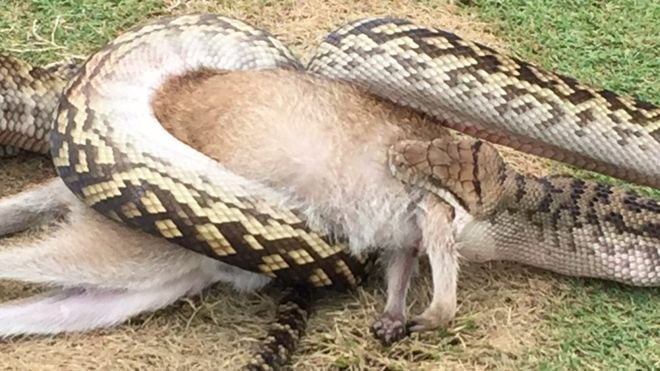 Snake eats wallaby on Australian golf course