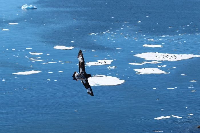 New tracking technology gives Australian scientists unprecedented access to seabirds in Antarctica By Fiona Breen