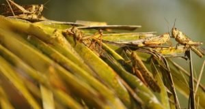 Bolivia declares emergency over locust plague