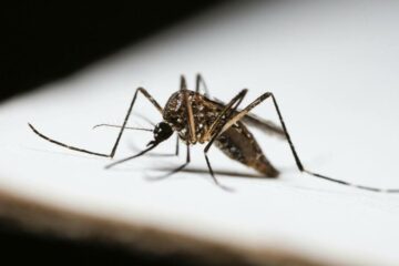 World Malaria Day 2026: Everything You Need to Know About Symptoms, Causes, Prevention, and Treatment