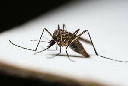 World Malaria Day 2026: Everything You Need to Know About Symptoms, Causes, Prevention, and Treatment